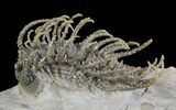Spine-On-Spine Koneprusia Trilobite - Best Of The Best! #64917-7